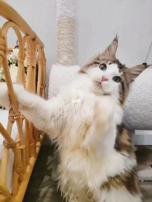 最后一个开脸弟弟了性格非常活跃,社牛top1#棕虎斑缅因猫  #杭州猫舍