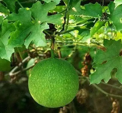 全瓜蒌(全瓜蒌的功效与作用)