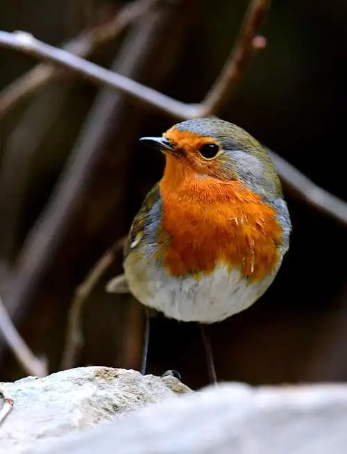 知更鸟…被称为英国国鸟,在迁徒非洲越冬,经北京的鸟儿算迷鸟,时隔4年