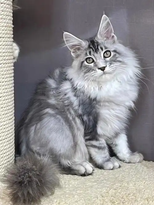 可爱的银虎斑缅因弟弟