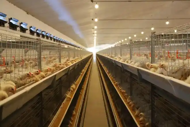 白羽肉鸡——从0到1以后|种鸡|饲料|种源|祖代|养殖_网易订阅