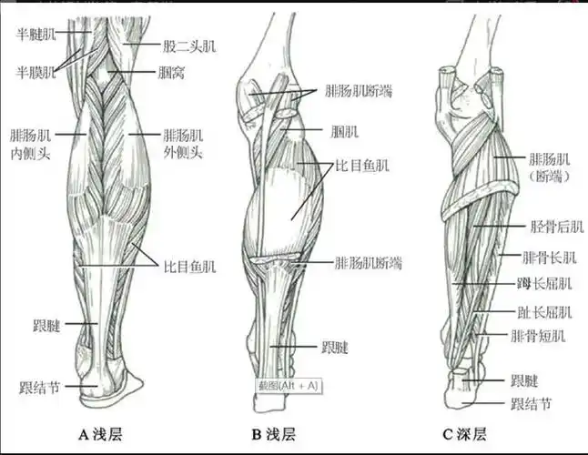 这就得看看人小腿的解剖结构:肌肉型小腿粗可见,脂肪真的是拦在你瘦腿