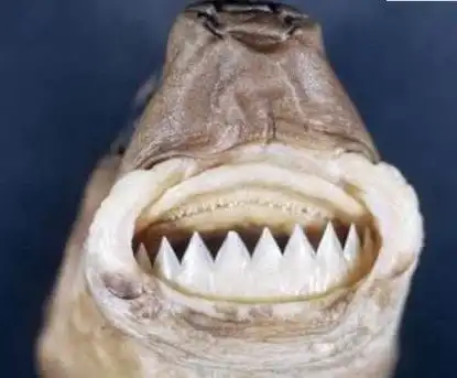 世界十大最丑海洋生物儒艮雪茄达摩鲨长相奇特