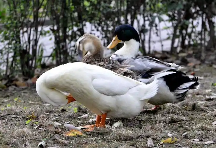 鸭子查看大图曝光:1/30 sec光圈:f6.