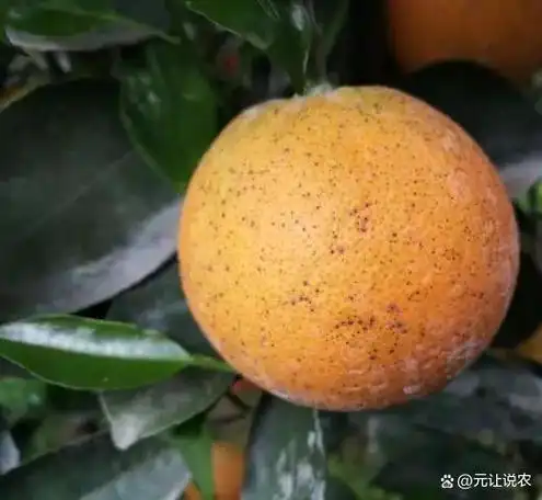 果农对柑橘砂皮病束手无策,防治的最好办法还是预防!