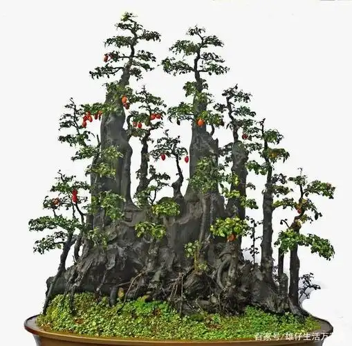 精品金弹子盆景欣赏