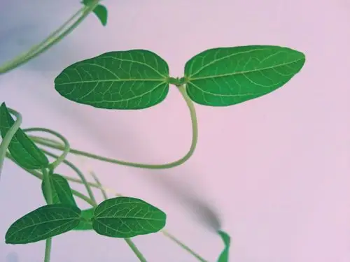 发现美,发现生活|小清新|绿豆芽|叶子_新浪新闻