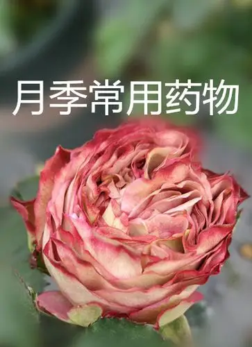 月季常见病药物常用药绿植