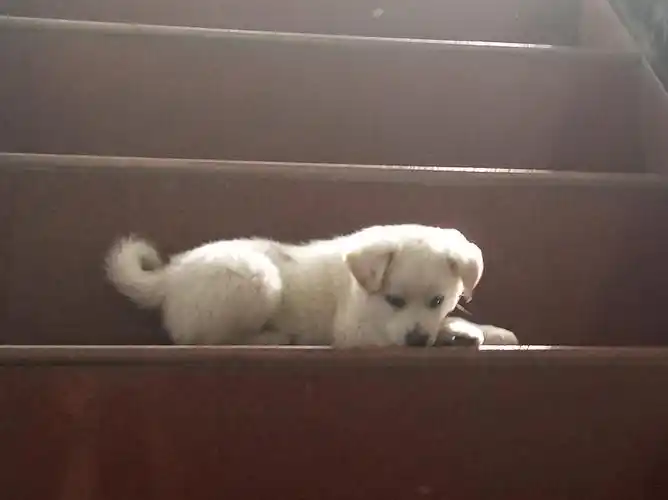 普普通通小白土狗!