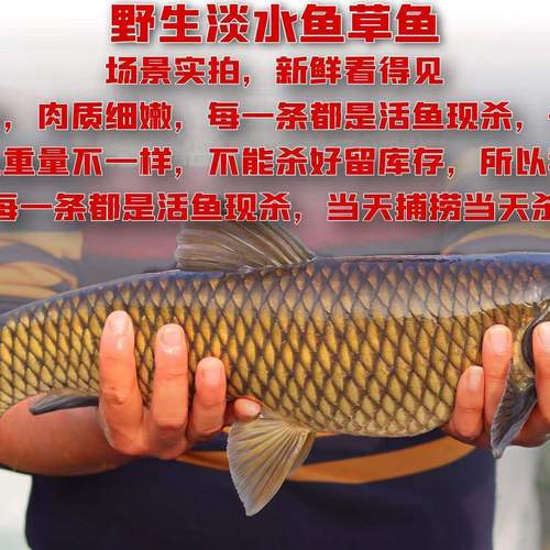 【微山湖野生草鱼】新鲜草鱼淡水鱼类可食用大鱼鲜活现杀冷冻发货