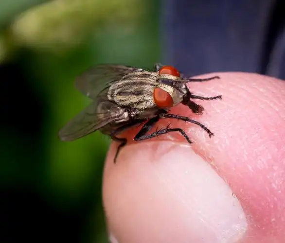 二花二蝶一苍蝇