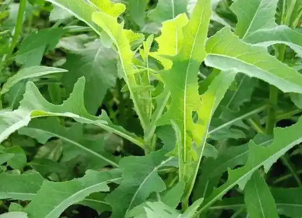 苦菜图片 苦菜野菜图片[2/5]_图片大全_美桌网