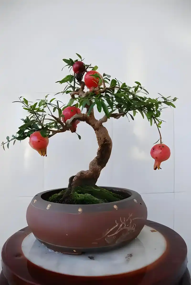 施肥对了,盆栽石榴才能硕果累累!