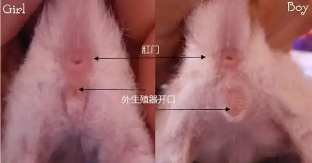 公猫母猫怎么分辨,相遇时以为是女娃,没想到长大成了男孩子,几招教你