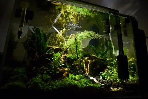 新手小白的第一个40草缸细叶铁有黑斑怎么解决