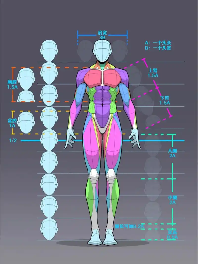 男人体比例概括36/100 喜欢画画的小可爱可以收藏起来哦