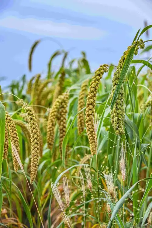 在五谷丰登,硕果累累的季节,祝各位家庭团圆,事业圆满,心想事