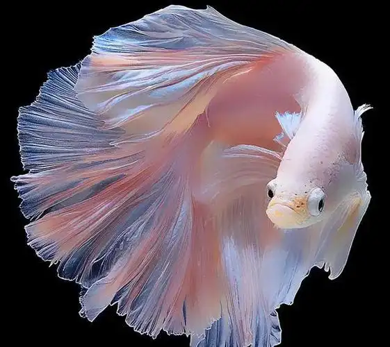 什么鱼好养不容易死十种好养的观赏鱼推荐