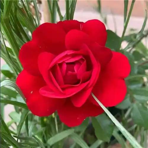 花开富贵头像 适合妈妈们用的高清好看花开富贵图片微信头像