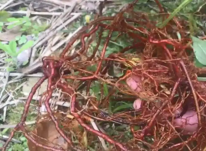 山里一种红根草药根茎有四条棱健胃止血效果好一斤能卖两百