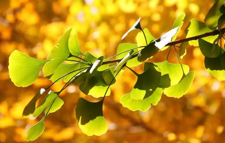 银杏夏季养护技术