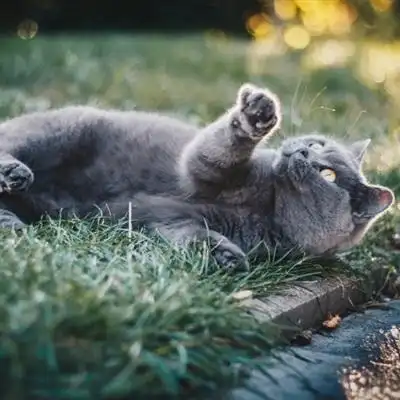 可爱小猫咪头像特别萌的折耳猫图片