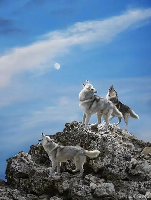 640_850竖版 竖屏