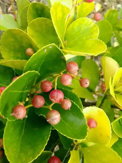 大叶黄杨的果实,秋色红艳.(第一次见)