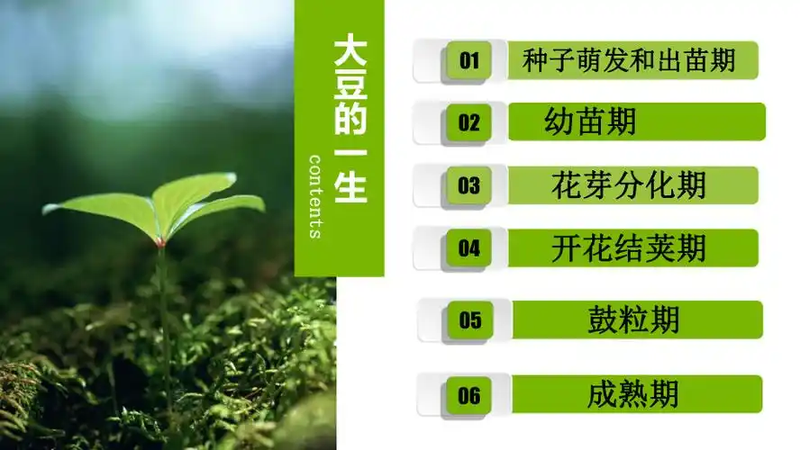 大豆的生长及豆制品