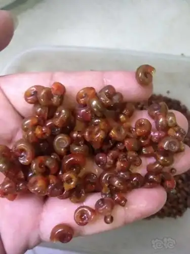 【赠送】苹果螺20份,大小0.5-1厘米,100个/份.零级小号勿扰.记者勿扰.