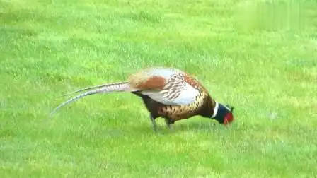 强壮的公野鸡发出悦耳叫声,不一会就吸引来伙伴-搞笑-高清完整正版