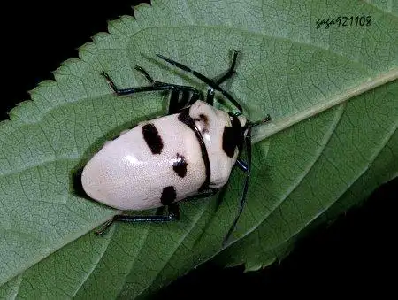 展开全部 大盾背椿象(白色个体)