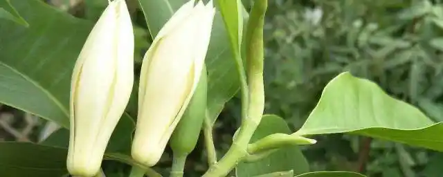 黄果兰是什么季节开花 简介黄果兰的生长习性