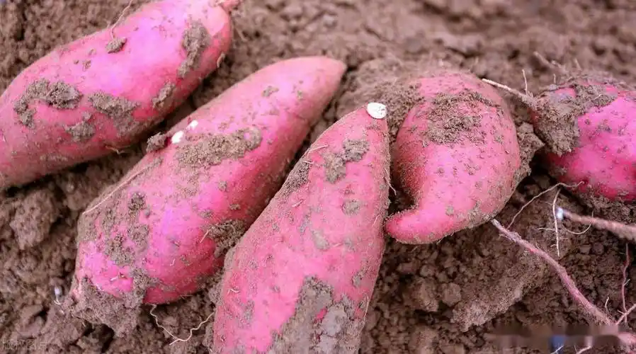 倒插秧真的能增产吗?栽培红薯如何施肥_肥料_秧苗_方法