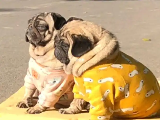 傻狗日常  #养猪  #表情包