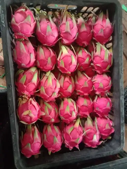 [红心火龙果批发]红心火龙果 湛江 遂溪货 硇洲岛货 毛果 毛果 4两