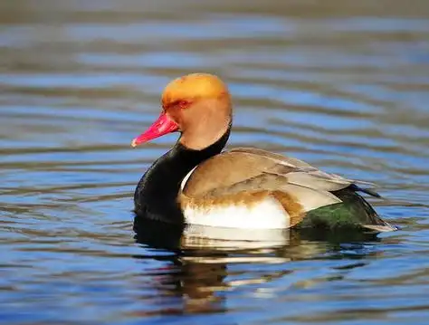 鸭子是一种古老的家禽,生物学上属于鸟纲,雁形目,鸭科,鸭属,由野鸭
