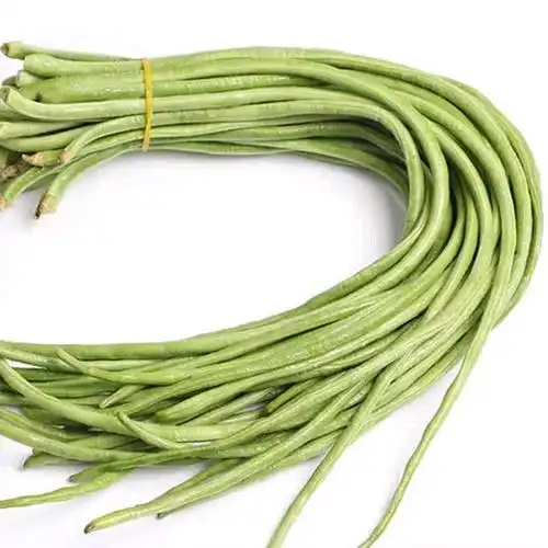 翠美3号豇豆种子欧兰德翠美三号豇豆长豆角种子翠绿耐热大田基地