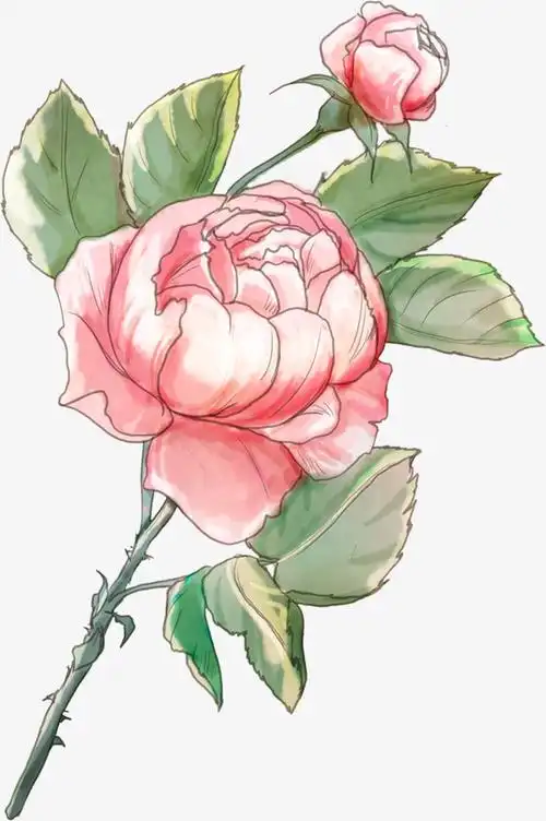 美丽的月季花水彩图