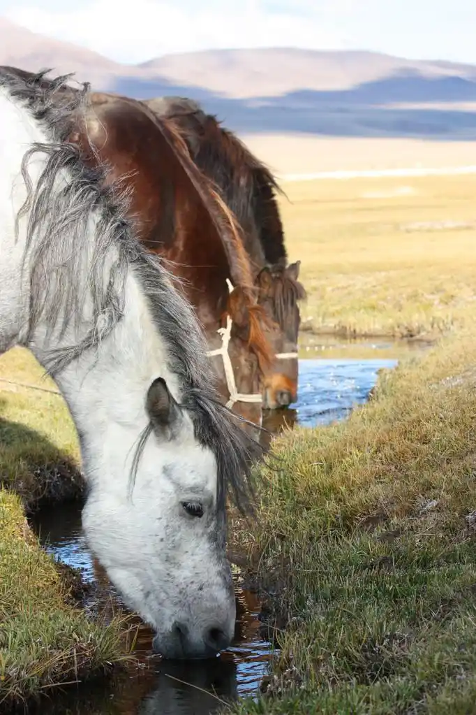 马饮水在蒙古大草原
