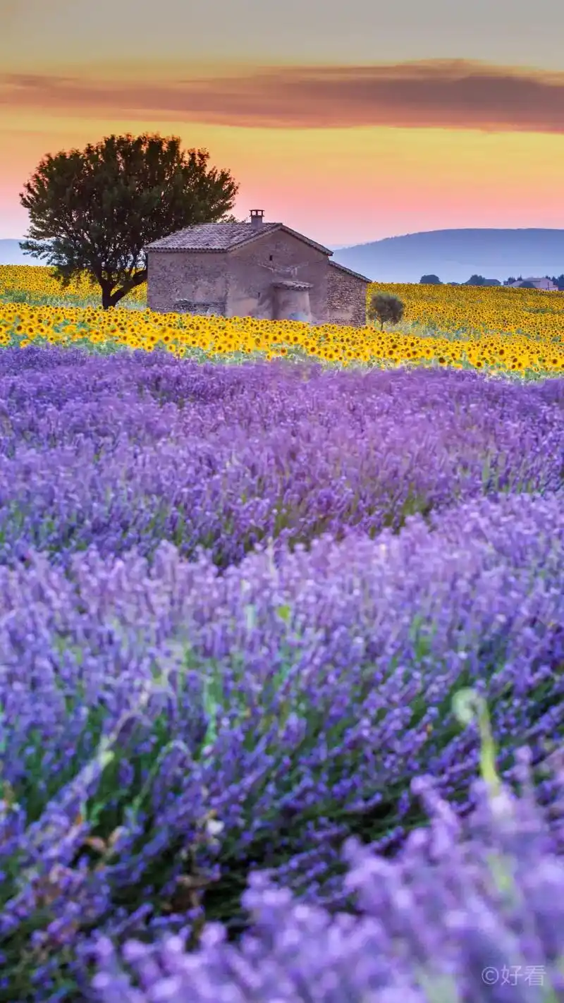 紫色薰衣草壁纸,花语是等你爱我