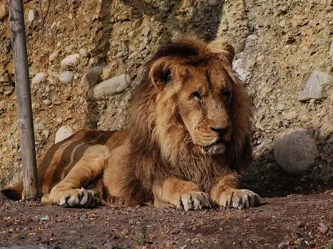 i>panthera leo /i>;英文名:lion):是食肉目,猫科,狮亚属的大型猛兽