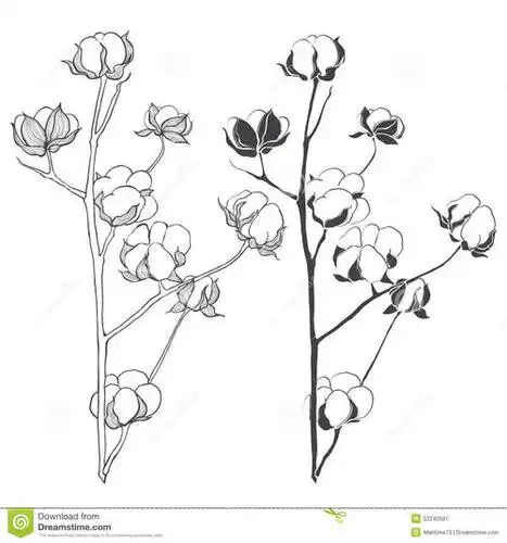 幼儿简笔画棉花