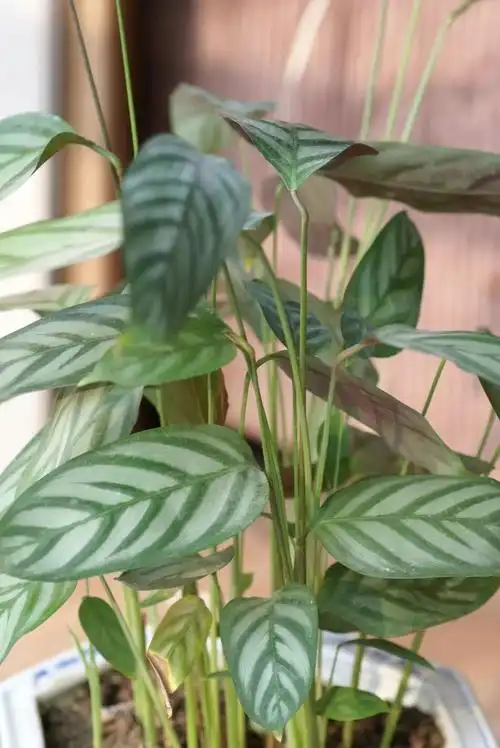 西浦草木(二百七十八)——双线竹芋