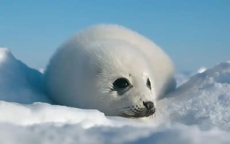 【竖琴海豹】这么可爱的小家伙,10天左右妈妈就会舍他而去