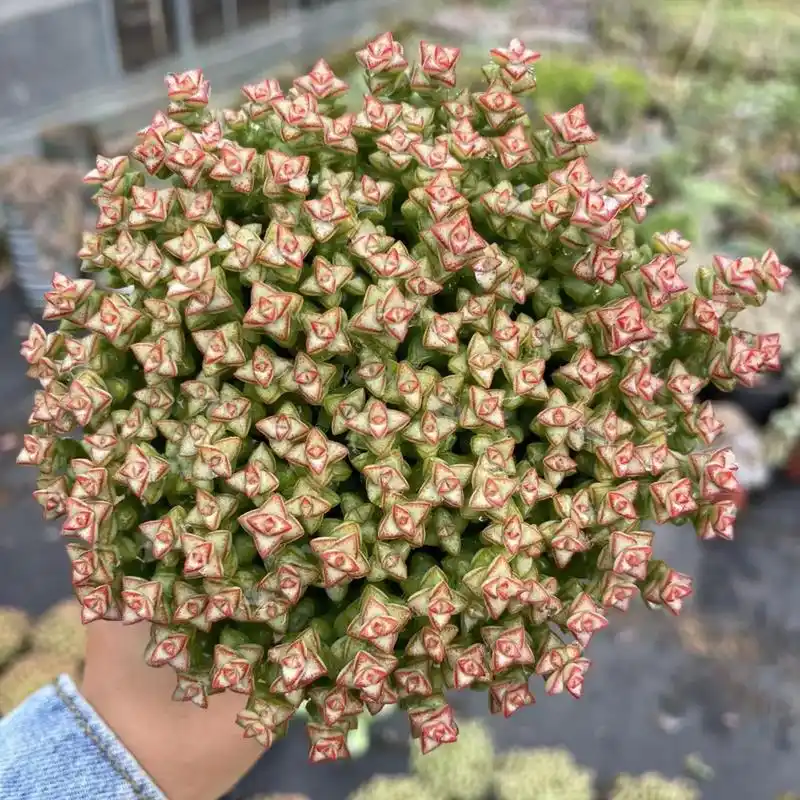 这个多肉植物小米星真的太好看啦!