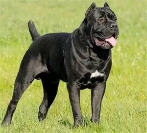 美好de过去淘宝纯种意大利铁面灰色虎皮黑色卡斯罗幼犬双血统活体