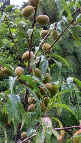 野山桃,密密匝匝地挤满了枝头,你不让我,我不让你,大有不竟豪奢竟