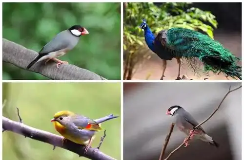 阜阳惊现大型珍奇百鸟展上百种稀有萌鸟看个够颜粉又要尖叫了