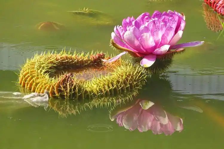 难得一见——王莲开花